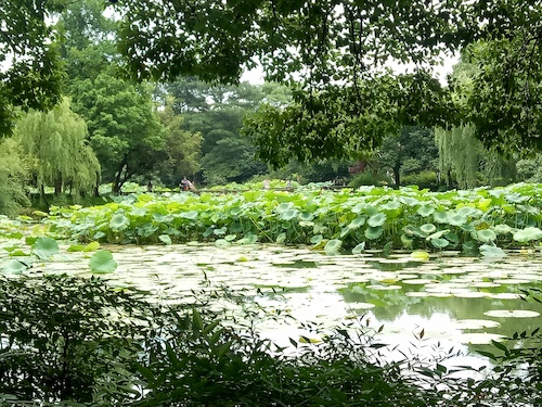 七月九日 bl韩漫
 走西湖-关注西湖十景垃圾分类问题小分队 曲院风荷实景