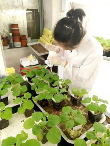 七月二十日 bl韩漫
国创项目“毅治毒”科研小分队 摩擦接种撒石英砂有助于接种成功